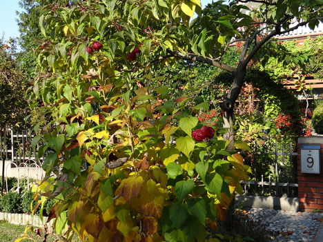 Mocsári hibiszkusz még virágzik 2012 október 23-án