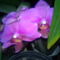 Phalaenopsis - Lepkeorchideáim
