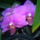 Phalaenopsis__lepkeorchideaim_1558046_3637_t
