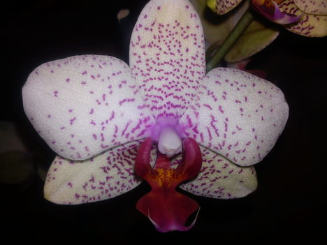 Phalaenopsis - Lepkeorchideám