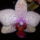 Phalaenopsis__lepkeorchideam_1558044_4608_t