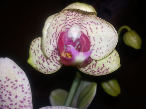 Phalaenopsis - Lepkeorchideám nyílásban