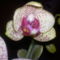 Phalaenopsis - Lepkeorchideám nyílásban