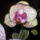 Phalaenopsis__lepkeorchideam_nyilasban_1558045_1458_t