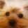 Pufi_a_mini_1558828_6839_t
