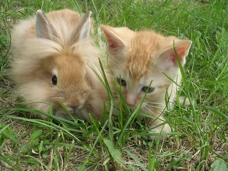 bunny-and-kitten