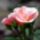 Rozsa__1559270_2251_t