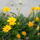 Viragok_001-010_1559161_8940_t