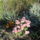 Viragok_003-009_1559170_1635_t