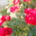 Viragok_011-006_1559169_8479_t