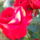 Viragok_012-008_1559163_3948_t