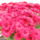 Viragok_017-002_1559171_9150_t