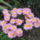 Viragok_018-003_1559164_3939_t