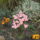 Viragok_019_1559154_9795_t