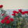 Viragok_024-002_1559166_9377_t