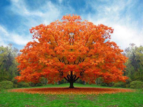 A fa őszi koronája.