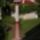 Az_uj_diszoszlopom_1505098_8170_t