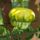 Disz_tok_1505103_6753_t