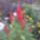 Egy_kakastarej_1505310_3966_t