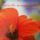 Idezetes_kep-001_1505148_7815_t