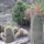 Kaktusz_1_1055155_7958_t
