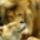 Kapsz_1_puszit_1505277_9183_t