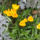 Krokusz_1_1055985_8233_t