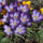 Krokusz_2_1055986_3247_t