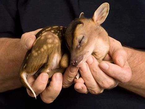 mini bambi