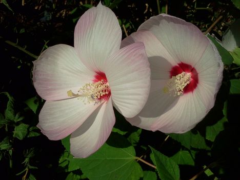 Mocsári hibiszkuzs párban
