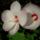 Mocsari_hibiszkuzs_parban_1505328_5927_t