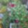 Nyari_kertresz_3_1505320_7000_t