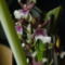 orchideám 002