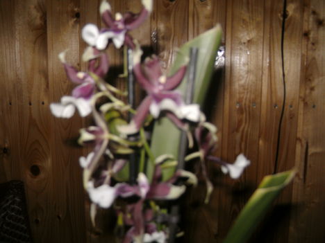 orchideám 011