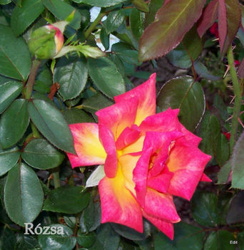Rózsa