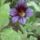Trombitavirag_soteten_1505321_8883_t