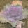 Disz_kaposzta_1_1561853_1868_t