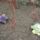 Disz_kaposzta_2_1561854_3852_t