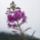 Matra_____viragok_a_termeszetben___radine_zsuzsa__fotoi_1561202_6176_t