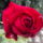 Reggel_meg_hosipaval_alcaztak_magukat_1_1561579_5101_t