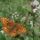 Matra__lepkek_madarak_bogarak_a_termeszetben____radine_zsuzsa_fotoi_1562061_8425_t