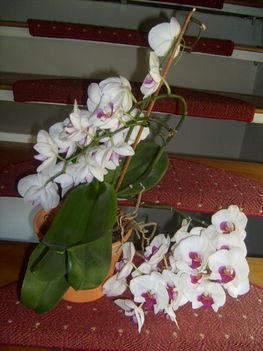 orchideám
