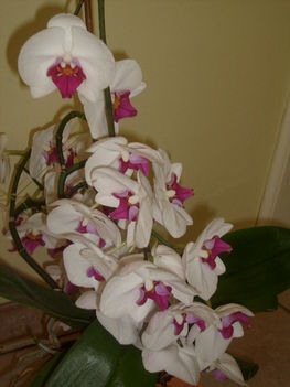 orchideám egyik fele