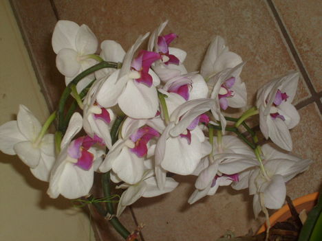 orchideám másik fele