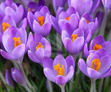 crocus2