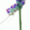 levendula,virág minta 4
