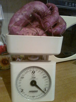 Több mint 1 kg-os termés, - batáta