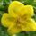 Cserjes_pimpo_potentilla_sommerflor_1565979_1121_t