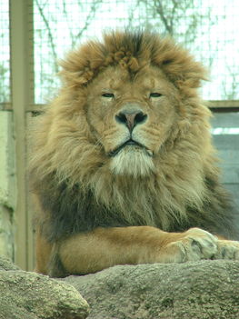 Győr-Zoo_Az_állatok_királya_2