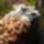 Krizantenok_1565459_6091_t
